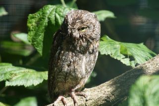 Otus scops - Zwergohreule